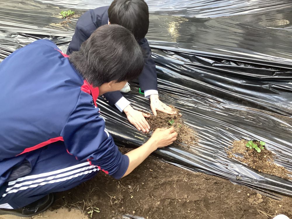 苗植えの様子